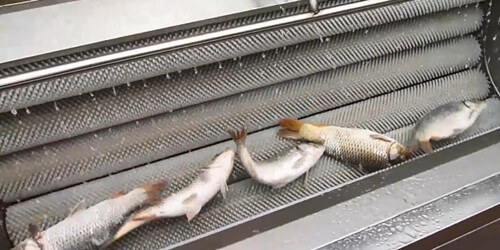 fish scale remover machine