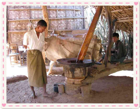 traditional edible oil extraction method in Myanmar