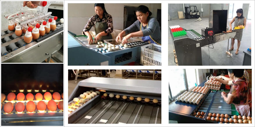 how does egg grader machine sorting eggs