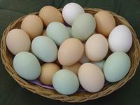 boiled chicken eggs, duck eggs