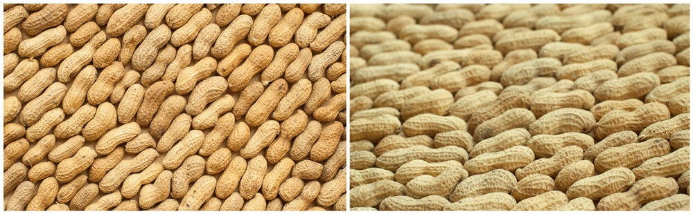 peanut in shell sorted by peanut grading machine