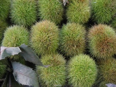 chestnut with stab shell