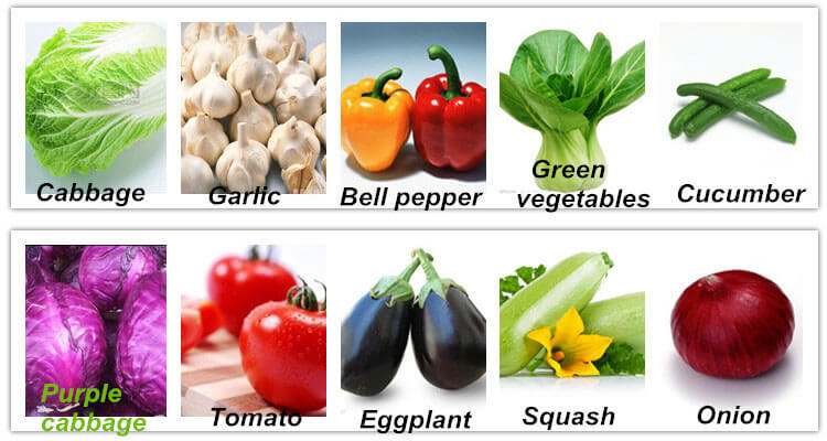 vegetables can be processed by automatic vegetable cleaning line