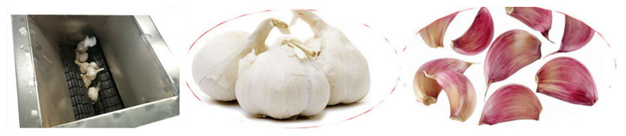garlic separating by garlic clove breaking machine