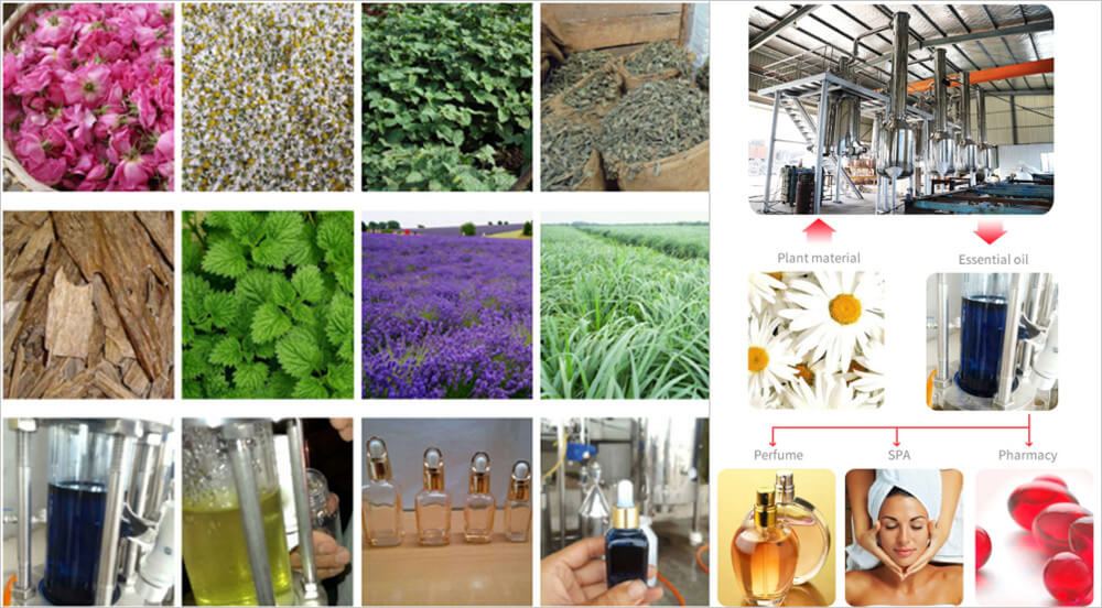 Plants can be Extracted for getting essential oil