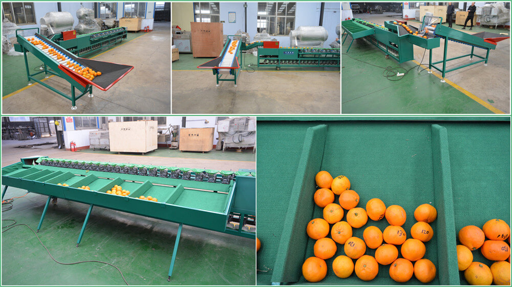 how does fruit vegetable grading machine work