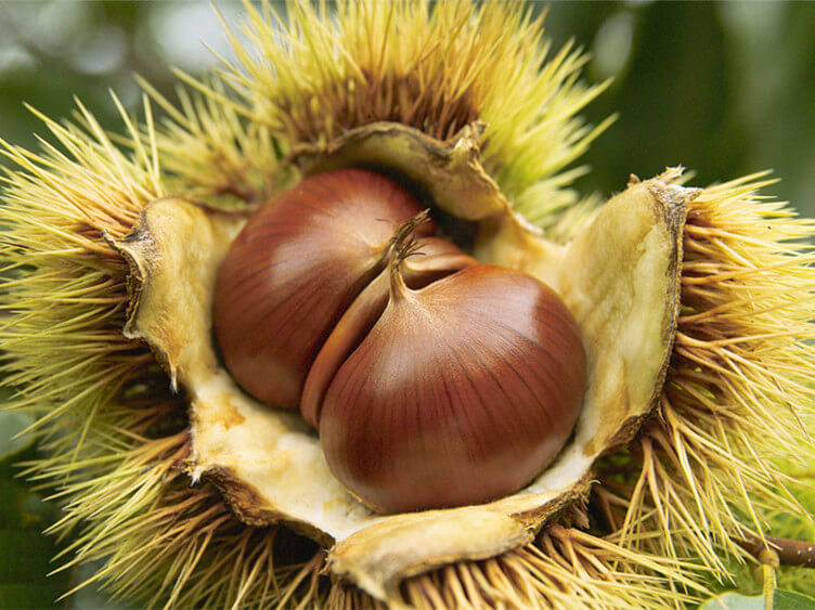 chestnut