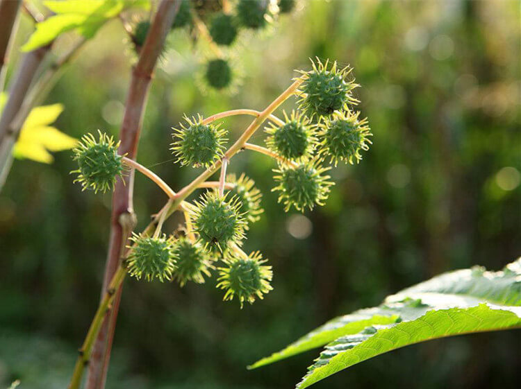 Brazil castor bean production