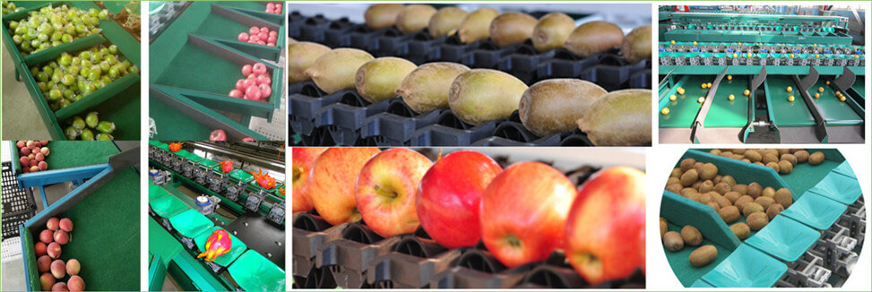 Automatic fruit and vegetable sorting machine application