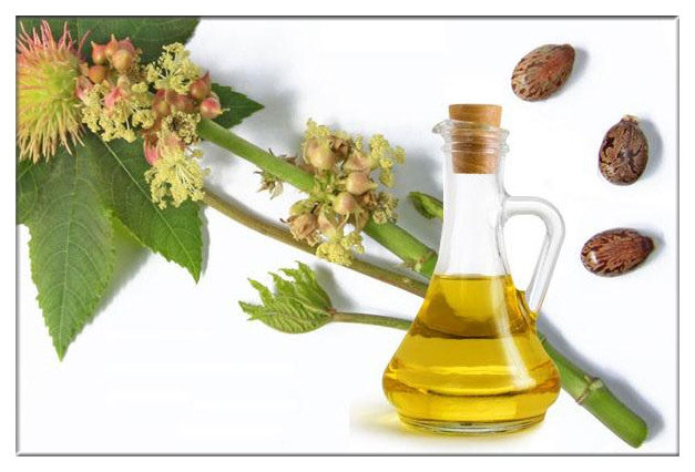 Brazil castor bean and castor oil