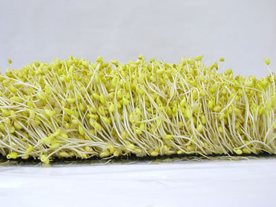 Soybean sprouts